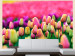 Photo Wallpaper Field of Tulips - Landscape Depicting Colourful Tulip Flowers 60348