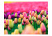 Photo Wallpaper Field of Tulips - Landscape Depicting Colourful Tulip Flowers 60348 additionalThumb 1