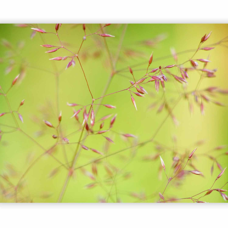 Wall Mural Ornamental Grass on a Green Background - Natural Macro Shot of Plant Flowers 60448 additionalImage 5