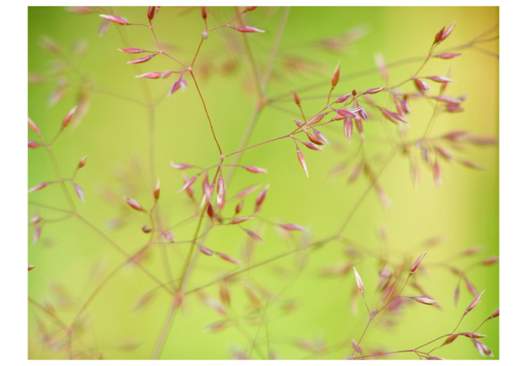 Wall Mural Ornamental Grass on a Green Background - Natural Macro Shot of Plant Flowers 60448 additionalImage 1