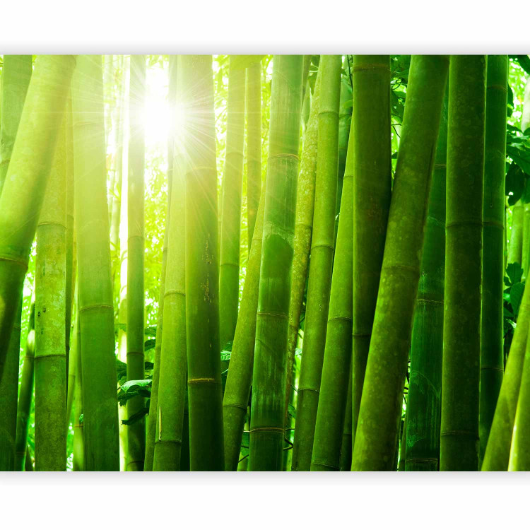 Wall Mural Sun and bamboo 61448 additionalImage 5