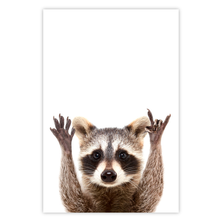 Wall Poster Raccoon - funny animal with paws up on uniformly white background 114958