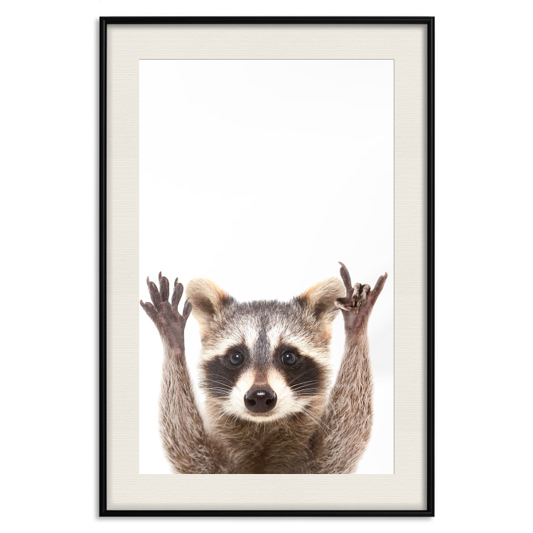 Wall Poster Raccoon - funny animal with paws up on uniformly white background 114958 additionalImage 18
