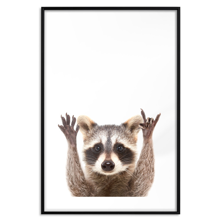 Wall Poster Raccoon - funny animal with paws up on uniformly white background 114958 additionalImage 20
