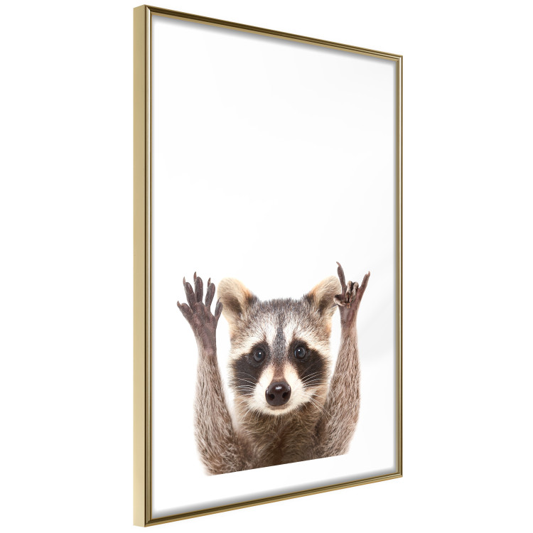 Wall Poster Raccoon - funny animal with paws up on uniformly white background 114958 additionalImage 8