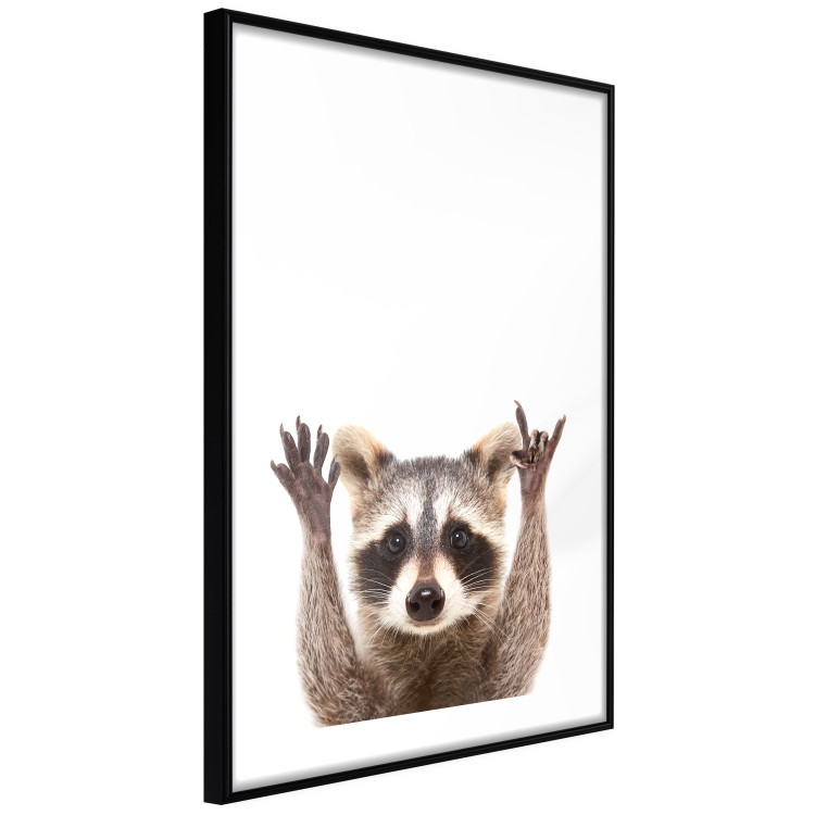 Wall Poster Raccoon - funny animal with paws up on uniformly white background 114958 additionalImage 11