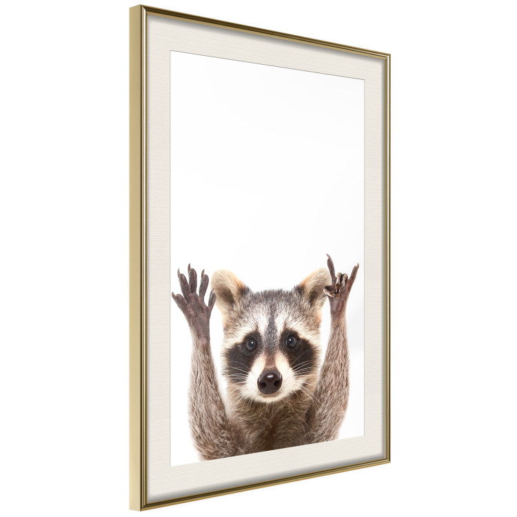 Wall Poster Raccoon - funny animal with paws up on uniformly white background 114958 additionalImage 2