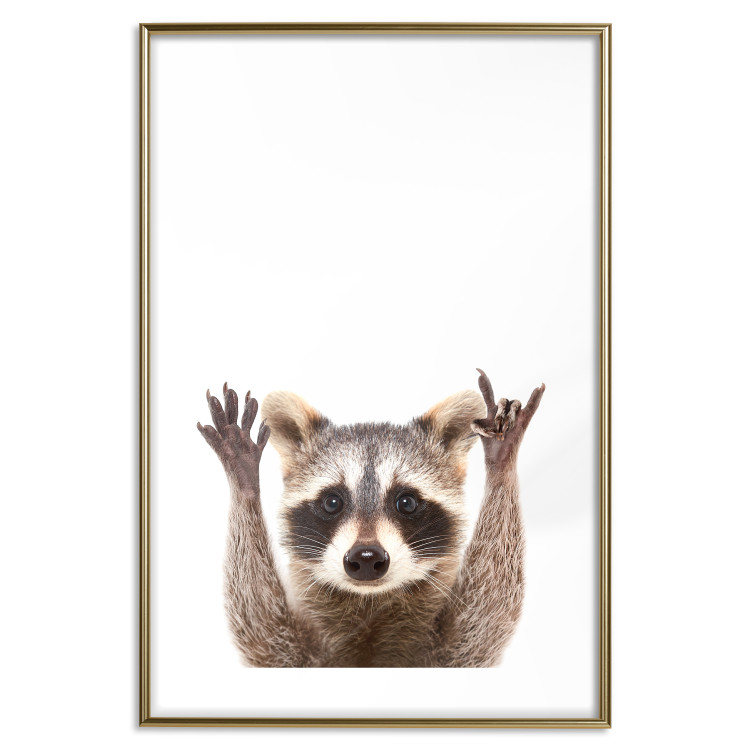 Wall Poster Raccoon - funny animal with paws up on uniformly white background 114958 additionalImage 14