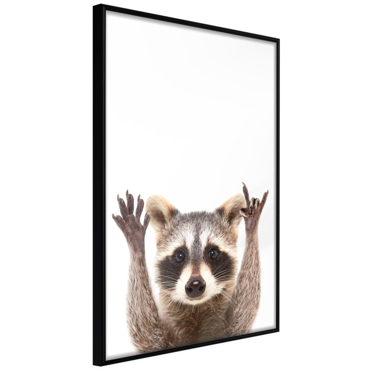 Wall Poster Raccoon - funny animal with paws up on uniformly white background 114958 additionalImage 10