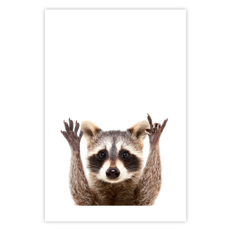Wall Poster Raccoon - funny animal with paws up on uniformly white background 114958 additionalImage 25