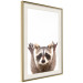 Wall Poster Raccoon - funny animal with paws up on uniformly white background 114958 additionalThumb 2