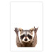 Wall Poster Raccoon - funny animal with paws up on uniformly white background 114958 additionalThumb 18