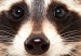 Wall Poster Raccoon - funny animal with paws up on uniformly white background 114958 additionalThumb 11