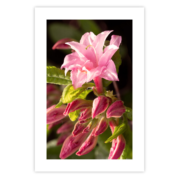 Poster Natural Pink - botanical composition with a flower with colorful petals 120458 additionalImage 24