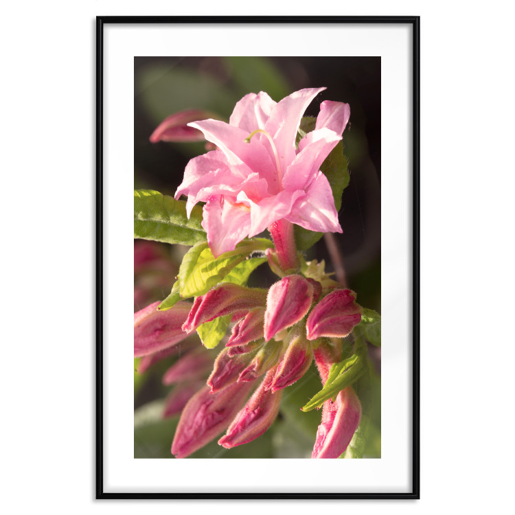 Poster Natural Pink - botanical composition with a flower with colorful petals 120458 additionalImage 27