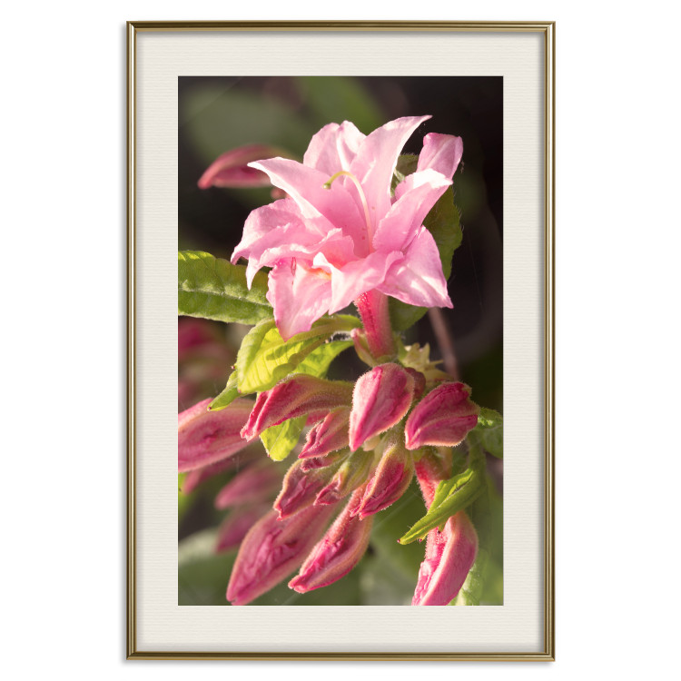 Poster Natural Pink - botanical composition with a flower with colorful petals 120458 additionalImage 20