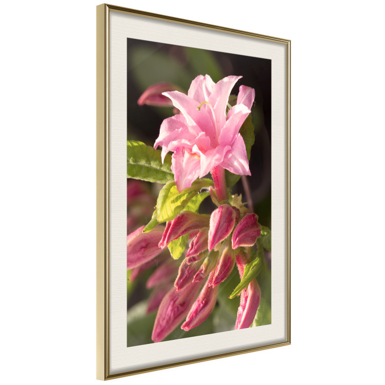 Poster Natural Pink - botanical composition with a flower with colorful petals 120458 additionalImage 2