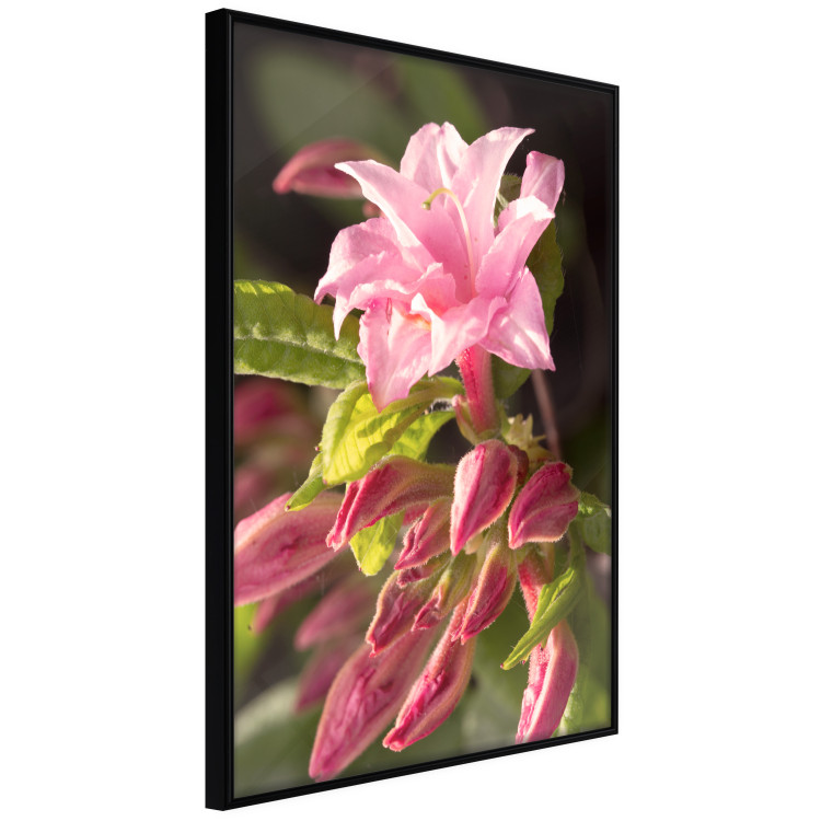 Poster Natural Pink - botanical composition with a flower with colorful petals 120458 additionalImage 10
