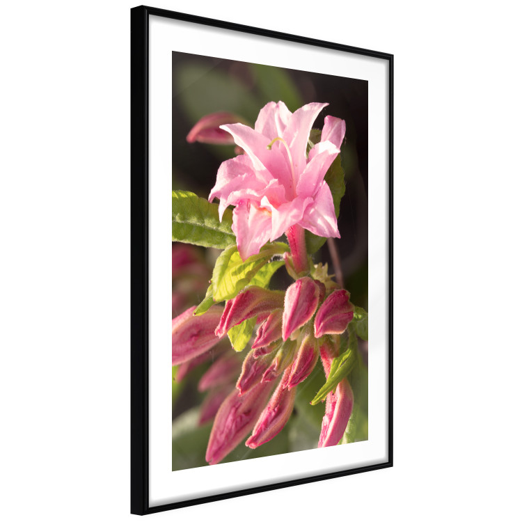 Poster Natural Pink - botanical composition with a flower with colorful petals 120458 additionalImage 11