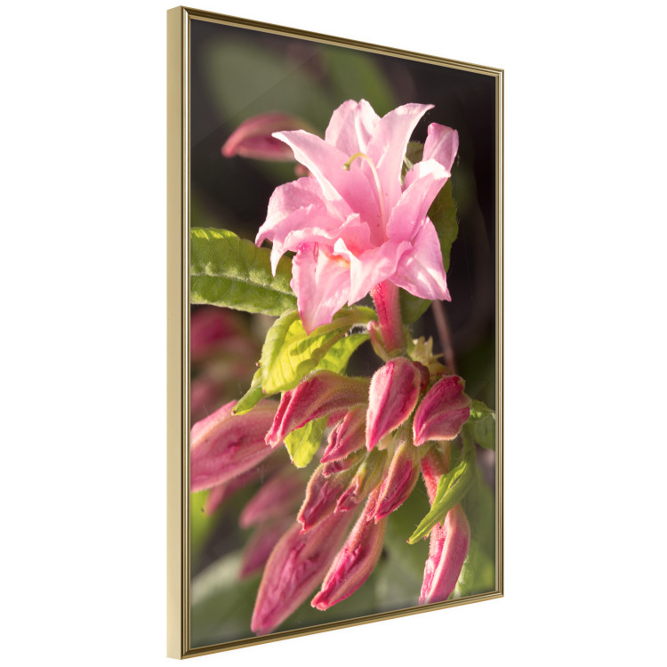 Poster Natural Pink - botanical composition with a flower with colorful petals 120458 additionalImage 12