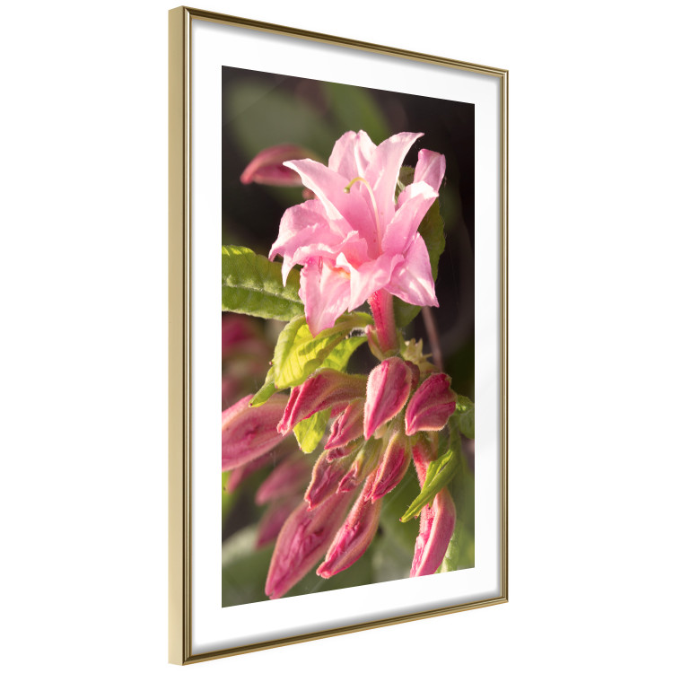 Poster Natural Pink - botanical composition with a flower with colorful petals 120458 additionalImage 6