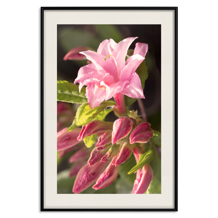 Poster Natural Pink - botanical composition with a flower with colorful petals 120458 additionalImage 21