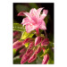Poster Natural Pink - botanical composition with a flower with colorful petals 120458