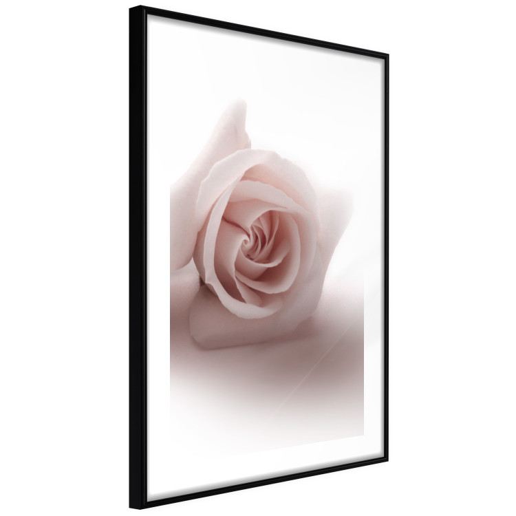 Wall Poster Rose Shadow - light pink rose casting a shadow on a white background 122858 additionalImage 13