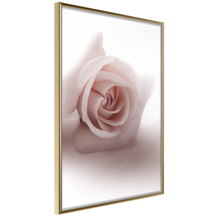 Wall Poster Rose Shadow - light pink rose casting a shadow on a white background 122858 additionalImage 14
