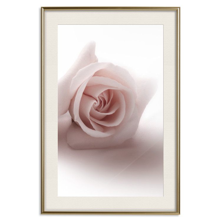 Wall Poster Rose Shadow - light pink rose casting a shadow on a white background 122858 additionalImage 19