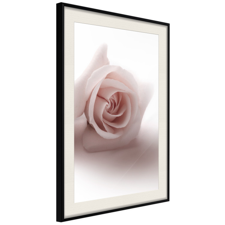Wall Poster Rose Shadow - light pink rose casting a shadow on a white background 122858 additionalImage 3