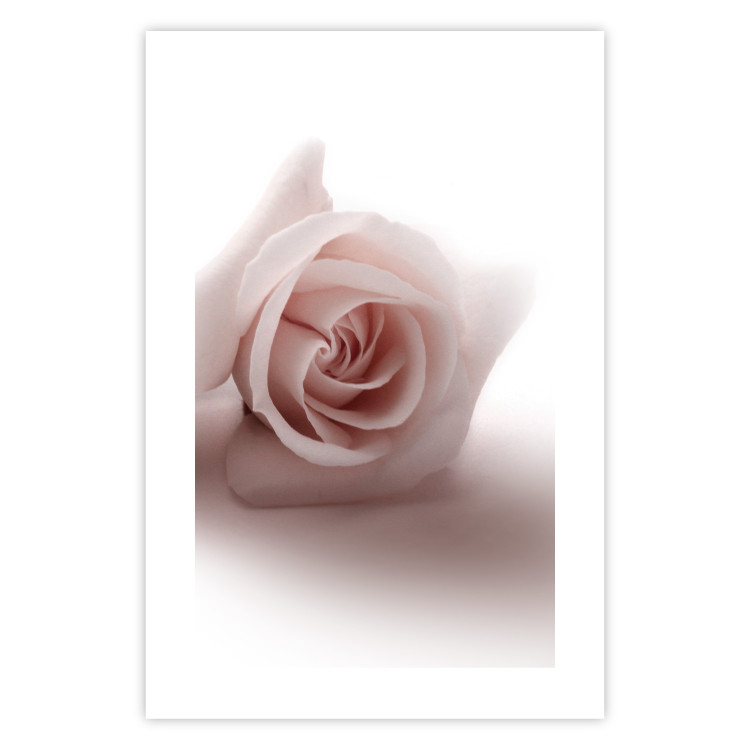Wall Poster Rose Shadow - light pink rose casting a shadow on a white background 122858 additionalImage 19