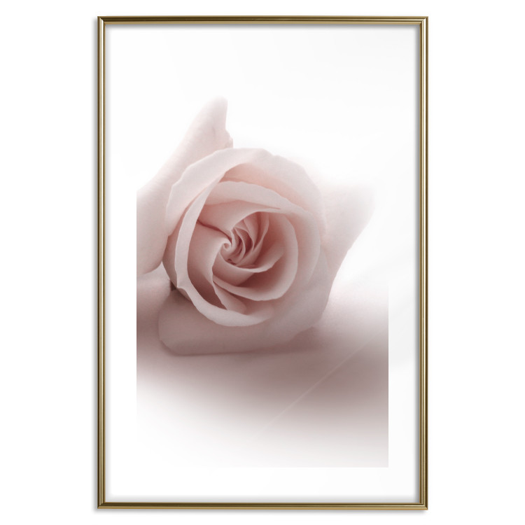 Wall Poster Rose Shadow - light pink rose casting a shadow on a white background 122858 additionalImage 16