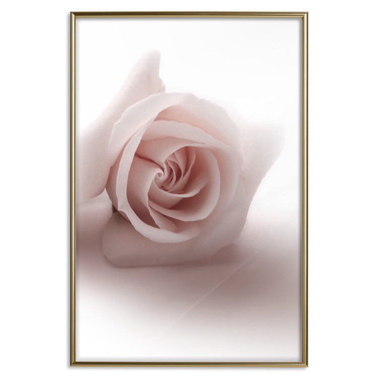 Wall Poster Rose Shadow - light pink rose casting a shadow on a white background 122858 additionalImage 20