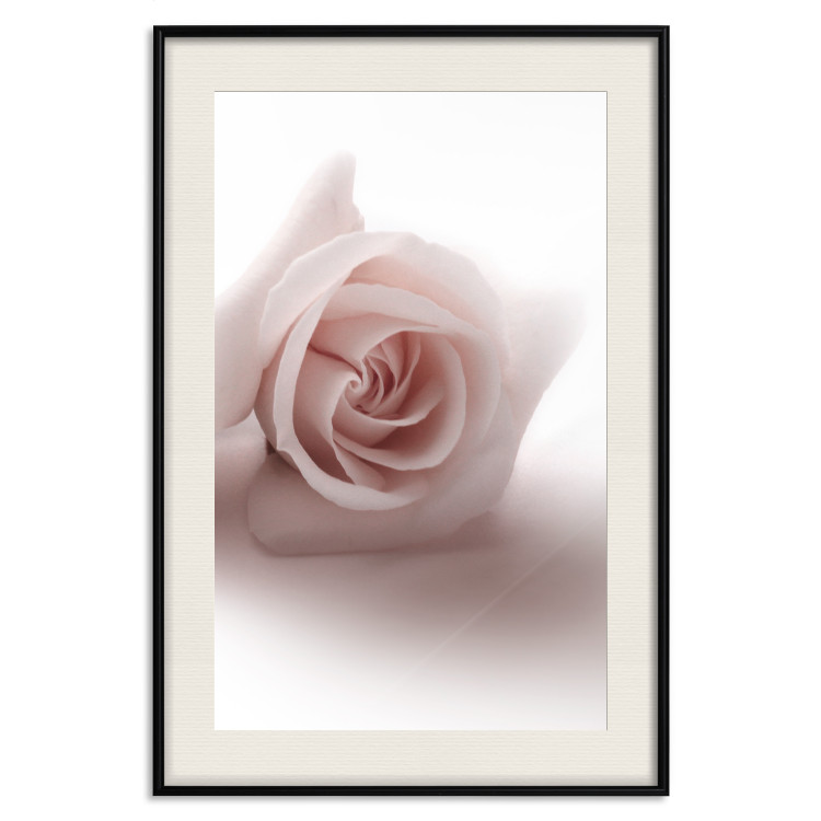 Wall Poster Rose Shadow - light pink rose casting a shadow on a white background 122858 additionalImage 18