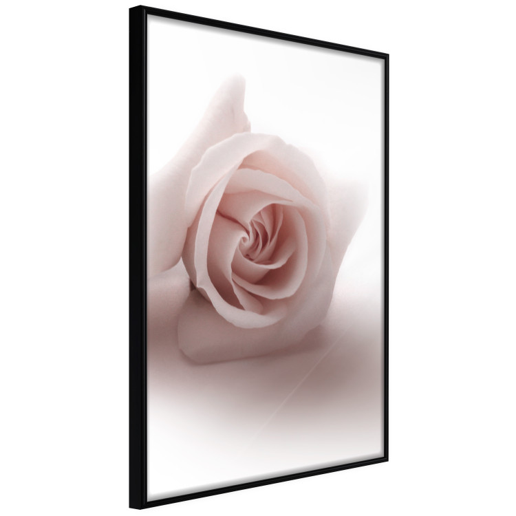 Wall Poster Rose Shadow - light pink rose casting a shadow on a white background 122858 additionalImage 10
