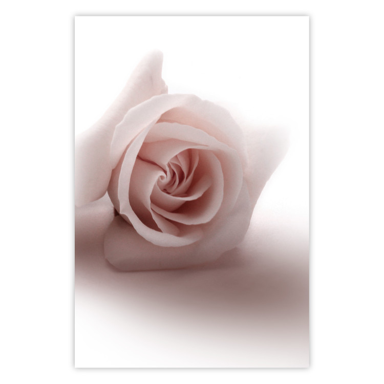 Wall Poster Rose Shadow - light pink rose casting a shadow on a white background 122858