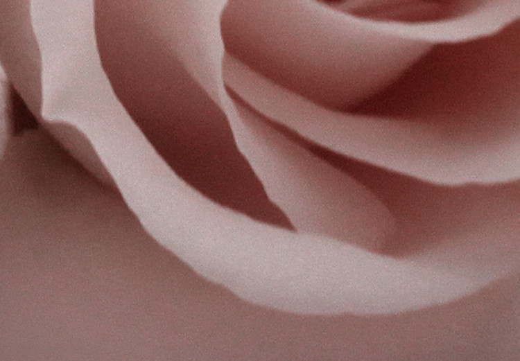 Wall Poster Rose Shadow - light pink rose casting a shadow on a white background 122858 additionalImage 8