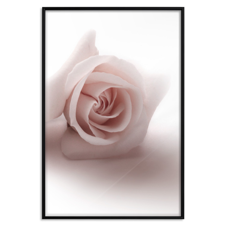 Wall Poster Rose Shadow - light pink rose casting a shadow on a white background 122858 additionalImage 24