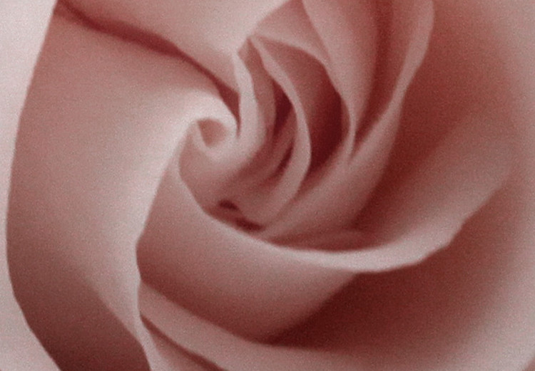 Wall Poster Rose Shadow - light pink rose casting a shadow on a white background 122858 additionalImage 11