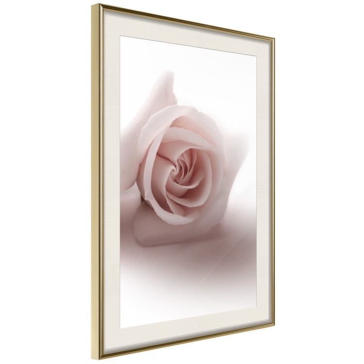 Wall Poster Rose Shadow - light pink rose casting a shadow on a white background 122858 additionalImage 2