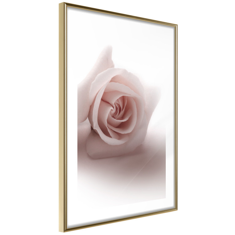 Wall Poster Rose Shadow - light pink rose casting a shadow on a white background 122858 additionalImage 6
