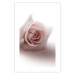 Wall Poster Rose Shadow - light pink rose casting a shadow on a white background 122858 additionalThumb 19