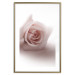Wall Poster Rose Shadow - light pink rose casting a shadow on a white background 122858 additionalThumb 16