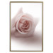 Wall Poster Rose Shadow - light pink rose casting a shadow on a white background 122858 additionalThumb 20