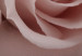 Wall Poster Rose Shadow - light pink rose casting a shadow on a white background 122858 additionalThumb 10