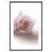 Wall Poster Rose Shadow - light pink rose casting a shadow on a white background 122858 additionalThumb 17