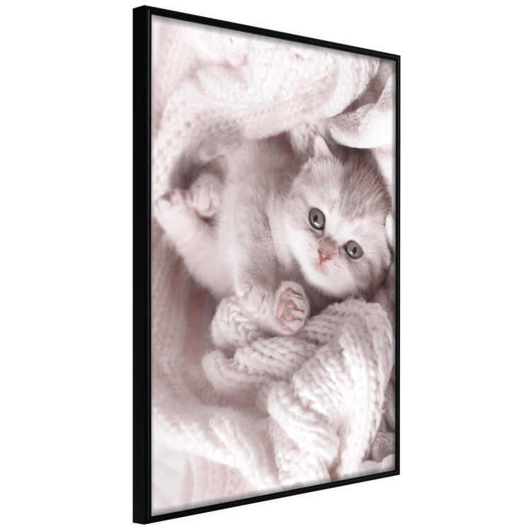 Poster Rest Lover - cat wrapped in a pink woolen blanket 124458 additionalImage 12