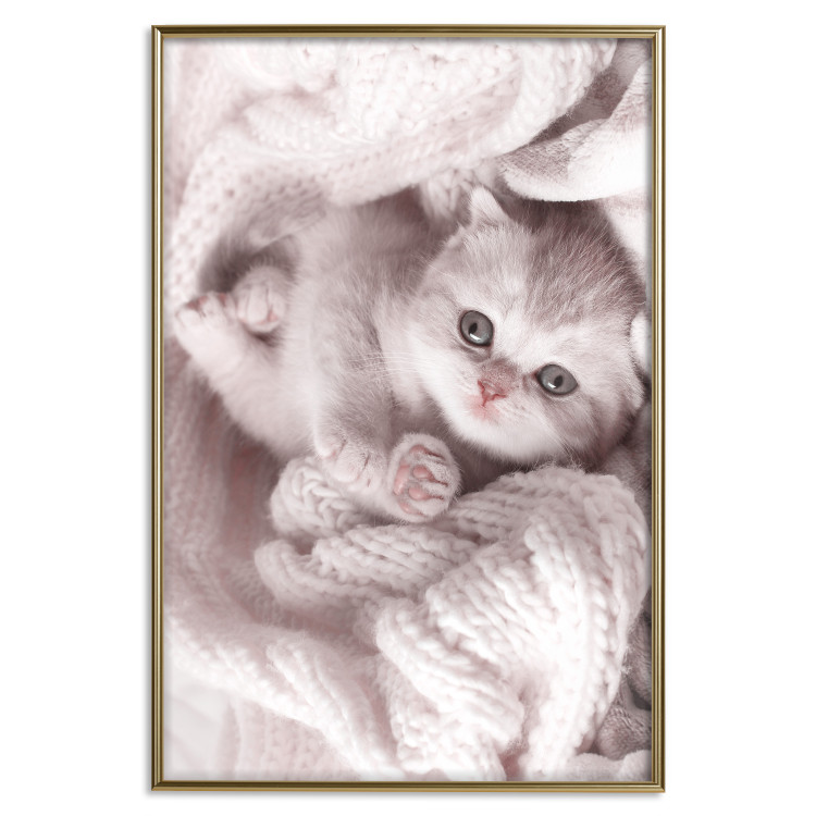 Poster Rest Lover - cat wrapped in a pink woolen blanket 124458 additionalImage 21