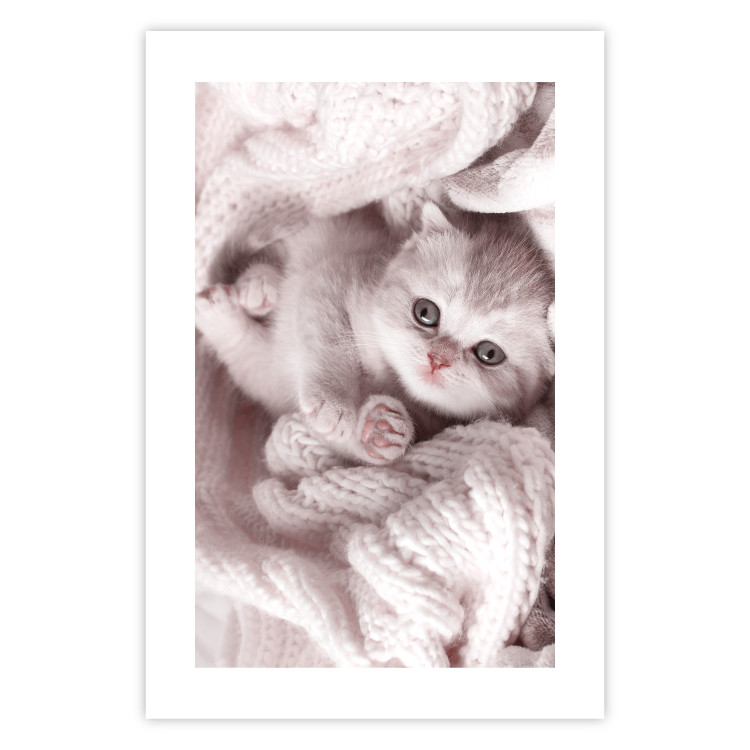 Poster Rest Lover - cat wrapped in a pink woolen blanket 124458 additionalImage 19